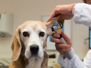 Hundars munhälsa är ett stinkande problem