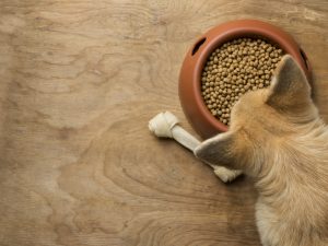 Hundfoder utan spannmål