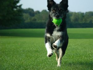 Kostnad för att äga hund!