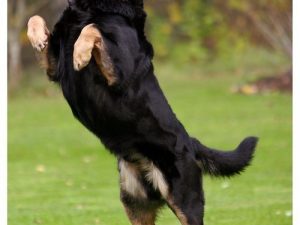 Rätt klädd för hundpromenad och utevistelse