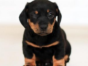 Bra hundprodukter att ha