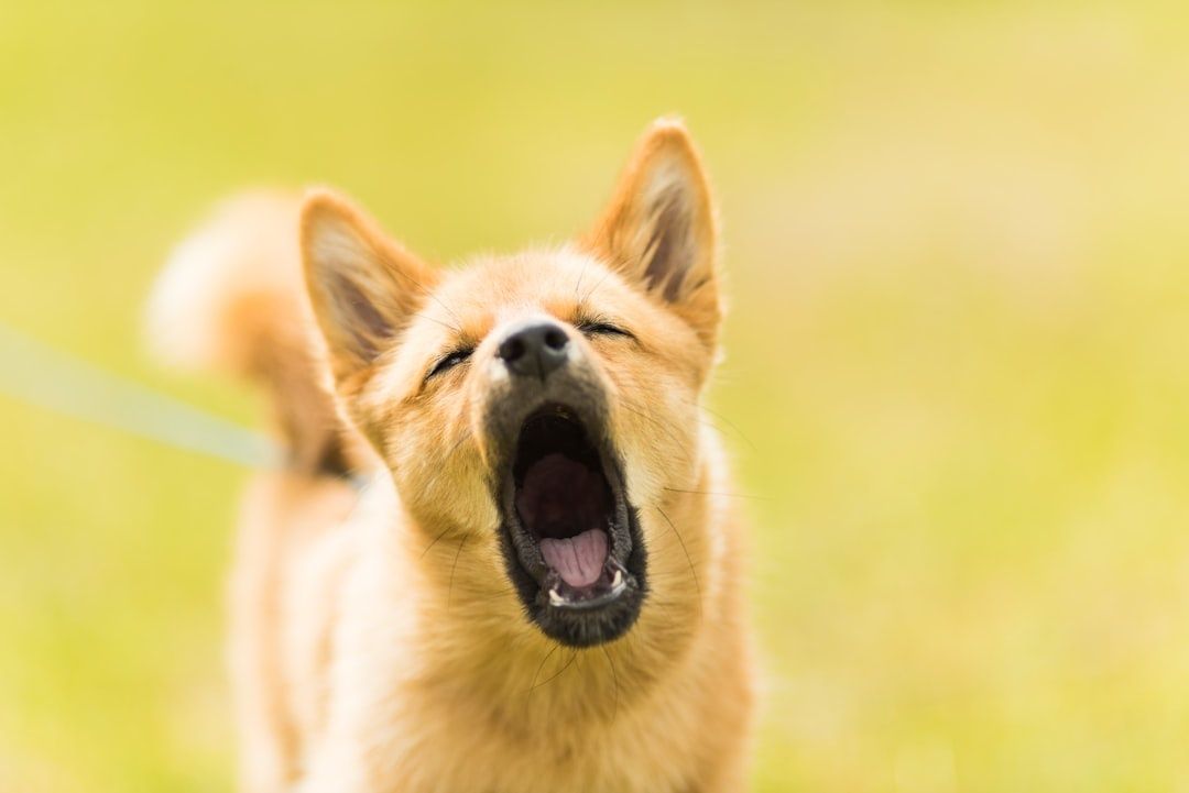 Hund med slutna ögon och vidöppen mun, fångad mitt i en gäspning