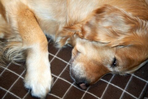 Äldre golden retriever ligger utsträckt och vilar på en filt