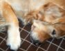 Äldre golden retriever ligger utsträckt och vilar på en filt