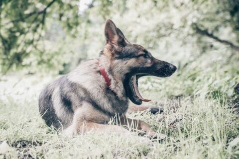 Hund med rött halsband gäspar liggande i gräs och skogsmiljö