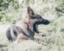 Hund med rött halsband gäspar liggande i gräs och skogsmiljö